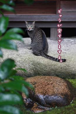 雨音はゴハンの調べ_e0156015_20125635.jpg