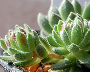 e0168016_16471565.jpg