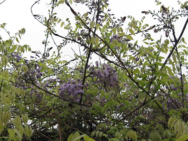 今日、雨の降る前の藤_f0128316_16121274.jpg