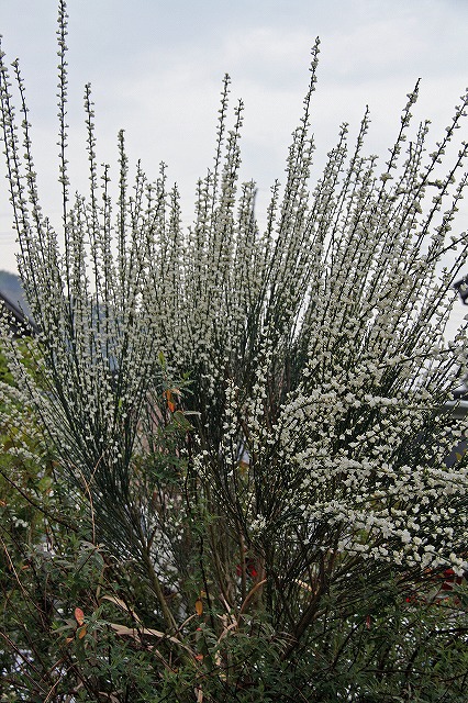 a0087818_9321177.jpg