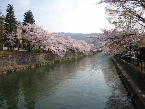 桜日和_e0107518_738289.jpg