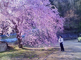 桜を見に行く_c0060919_1715816.jpg