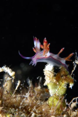 カイジ ～幸運海牛黙示録～ : Feeldive