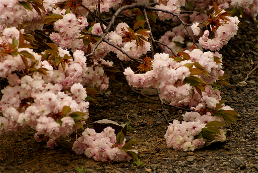 満開八重桜ズが重い…もしくはズが低い_c0147123_15492637.jpg