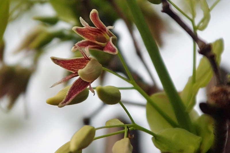 郁子の雄花と雌花_d0018223_5274418.jpg