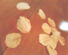 c0038424_22555358.jpg