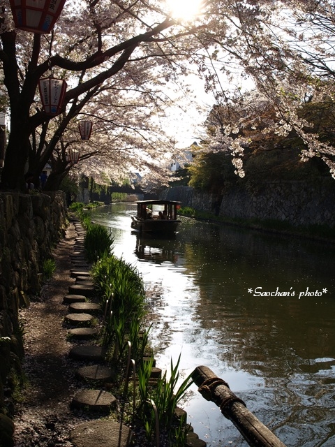 桜のトンネルをゆく、小船旅。_c0157624_21321159.jpg