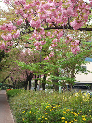 桜の2幕目。_a0026127_14575487.jpg