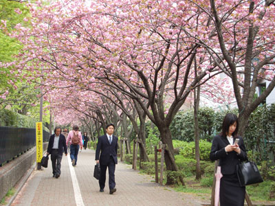 桜の2幕目。_a0026127_14582092.jpg