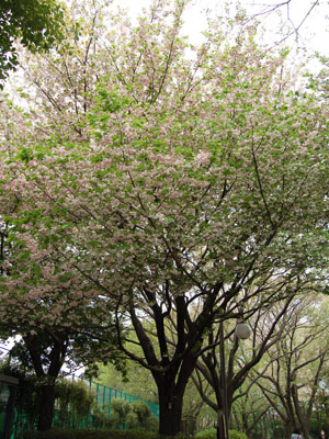 桜の2幕目。_a0026127_155322.jpg