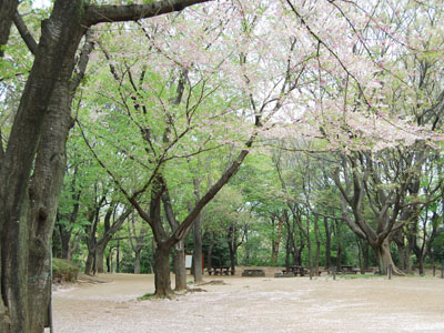 桜の2幕目。_a0026127_1554576.jpg