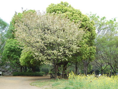 桜の2幕目。_a0026127_1561763.jpg