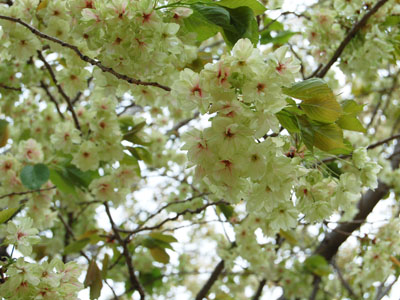 桜の2幕目。_a0026127_1563857.jpg