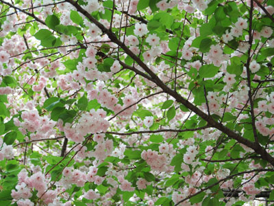 桜の2幕目。_a0026127_1564985.jpg