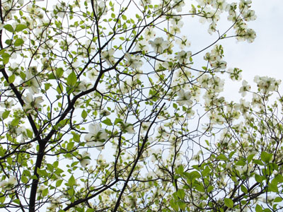 桜の2幕目。_a0026127_1583414.jpg