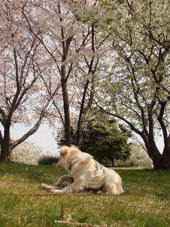 桜とこむぎ_f0035927_10442985.jpg