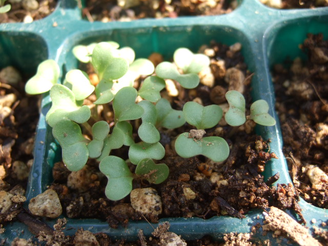 ブログ一周年......野菜の苗も順調_b0137932_17371764.jpg