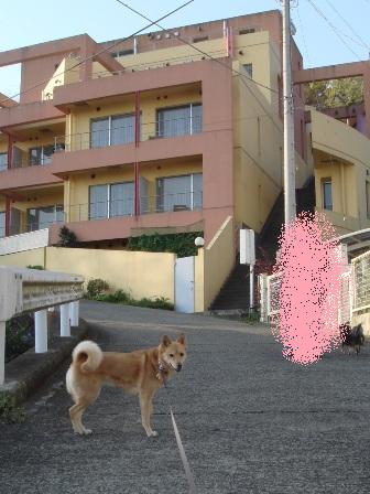 Jody and Purin(神奈川県小田原市）_c0076933_14292255.jpg