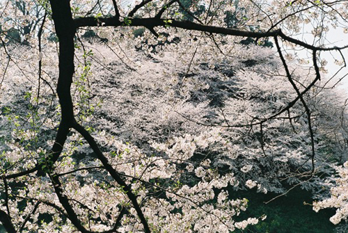 SAKURA　2009　＜M6編＞_d0108333_17115363.jpg