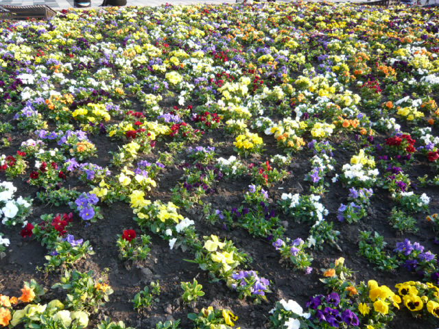 d0044239_174882.jpg