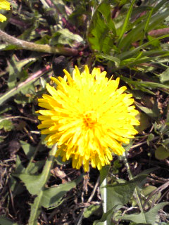 c0180841_1474277.jpg