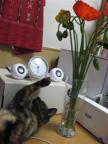 c0197248_182626.jpg