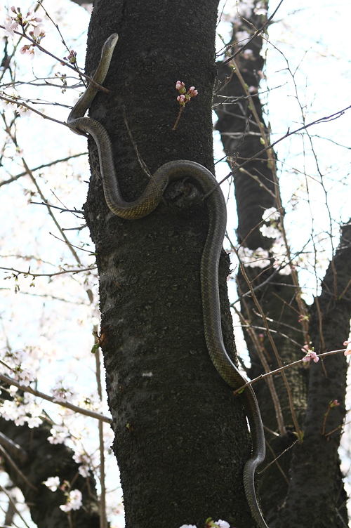 八幡原史跡公園_c0198351_0141525.jpg