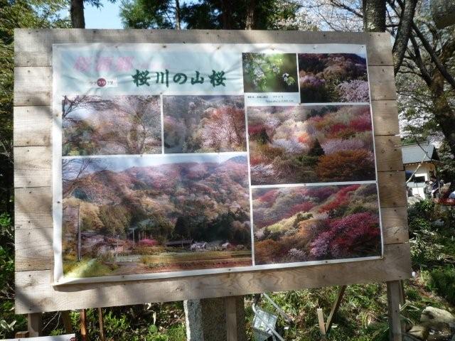 桜川へ謡跡めぐりとお花見ツアー　　続_f0025351_108569.jpg