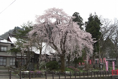 桜の花の満開_a0084753_1561349.jpg