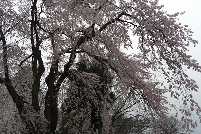 桜の花の満開_a0084753_1562982.jpg