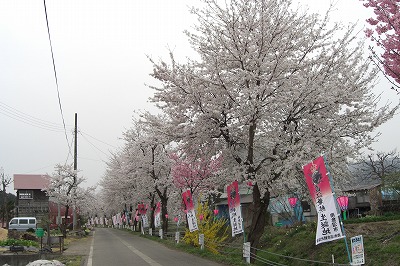 桜の花の満開_a0084753_1581824.jpg