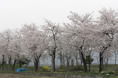 桜の花の満開_a0084753_1582395.jpg