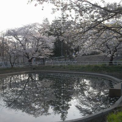 信夫山公園の桜 2 Mone S Photo Note