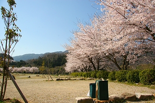 花見キャンプ　ＯＫオートキャンプ場_c0146857_2223131.jpg