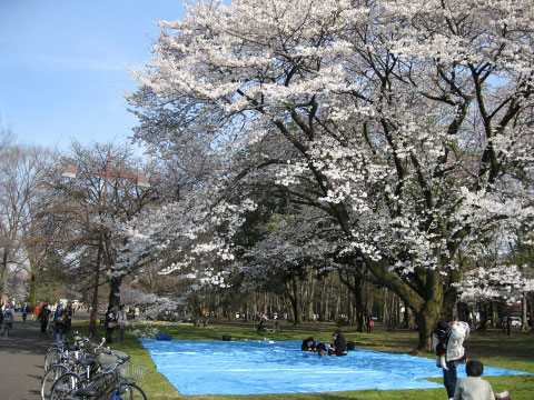 お花見ｉｎ小金井公園②_e0064461_134673.jpg