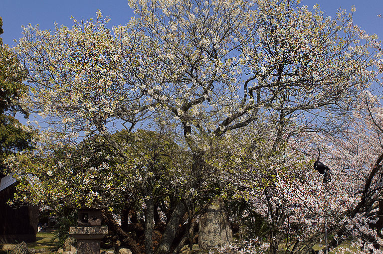 桜の山口ぶらり旅_a0080662_17422264.jpg