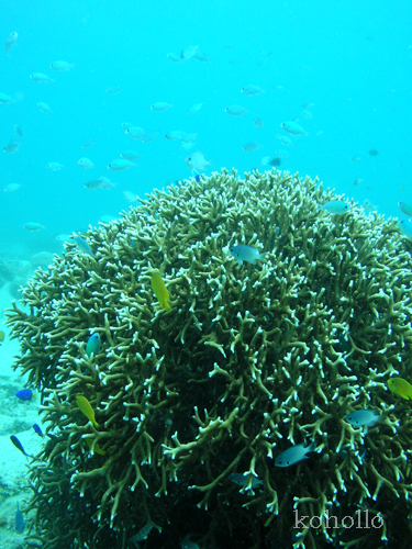 b0062363_21332511.jpg