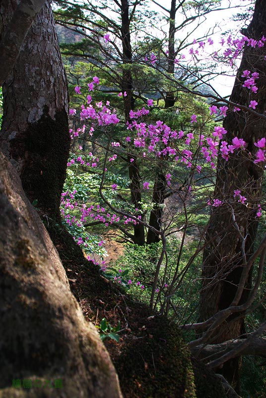 [番外] 4月12日 市房山 心卑しき者・・・_f0173067_1095972.jpg