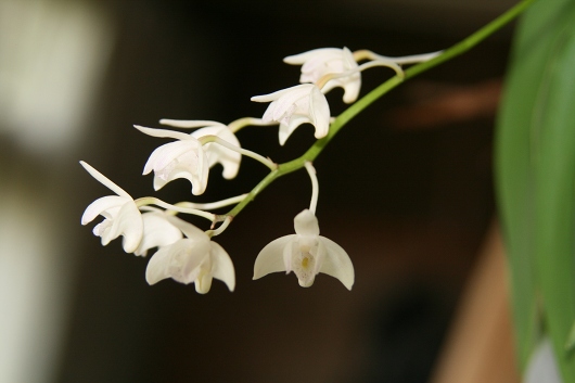 鉢で育ってる花達（蘭科、姫浦島、白雪ゲシ等）_d0102968_72784.jpg