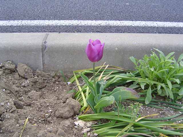 梨の花が咲きました_d0081669_6571194.jpg