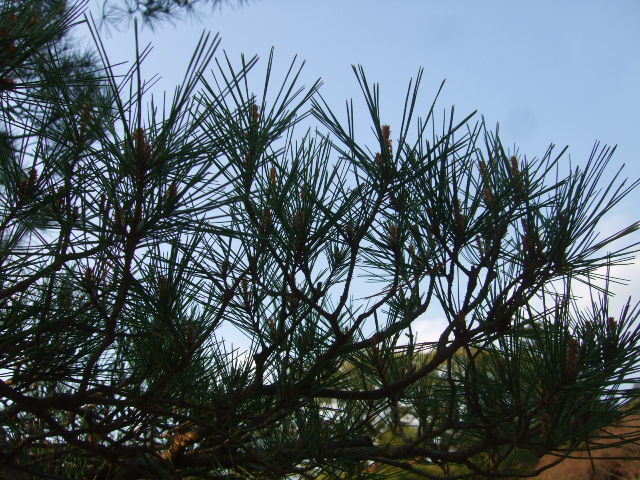 f0142070_20343739.jpg