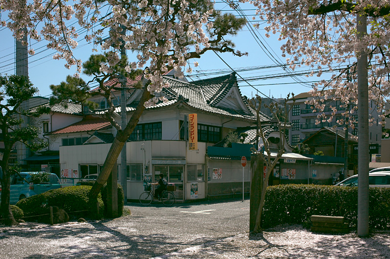 健康ランド・元の湯〜さらばソメイヨシノ 2009年4月10日_d0123571_1391399.jpg