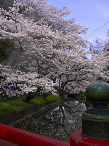 ４月５日日曜日の午後の桜_e0112077_1133919.jpg