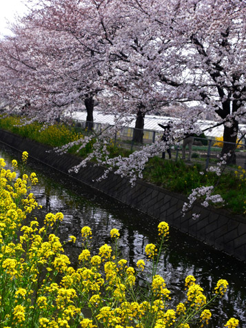 ４月５日日曜日の午後の桜_e0112077_1153688.jpg