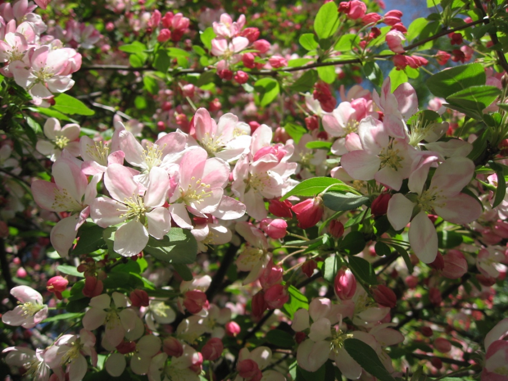 ホワイトハウスとりんごの花　White House & Apple Blossoms_a0118179_12441955.jpg