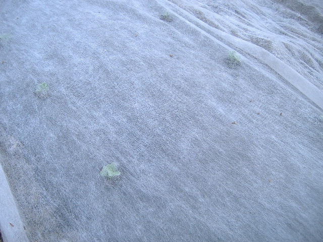 b0067179_21737.jpg