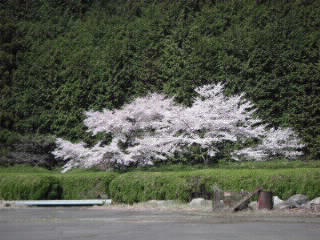 桜見事に満開です_f0052181_236229.jpg