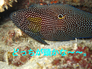 楽しかったね!ラチャノイ島☆_f0144385_21295056.jpg