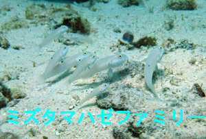 楽しかったね!ラチャノイ島☆_f0144385_2132165.jpg