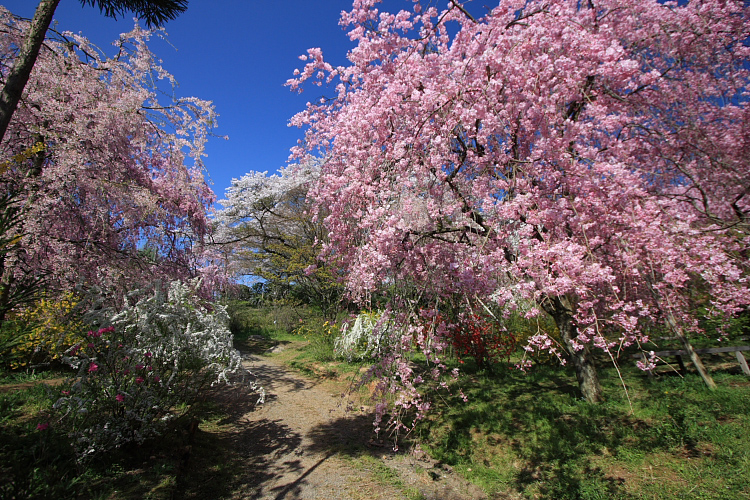 原谷苑_e0051888_6103468.jpg